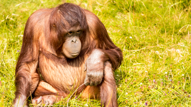 Illustration for article titled Put Down The iPad And Go Shave An Ape! 6 Awesome Things ’90s Kids Grew Up Doing To Orangutans That Kids Today Are Totally Missing Out On